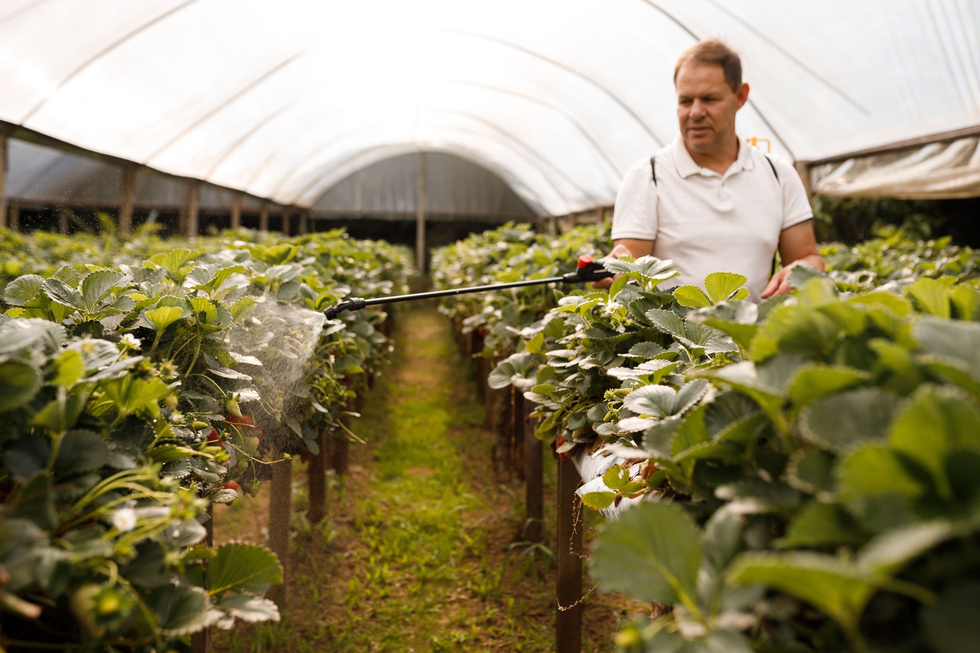 Homem aplicando nutrientes em plantas de morango dentro de uma estufa